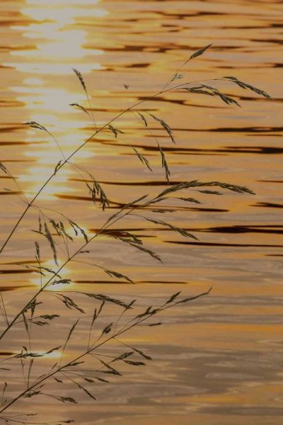 Washington Sunset on water and grasses